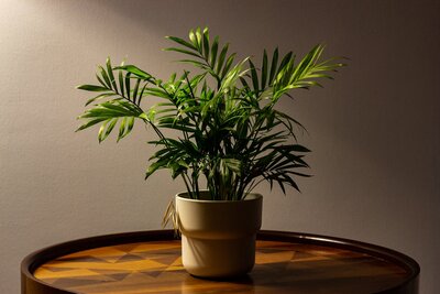 Parlor Palm